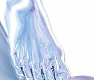 Leg